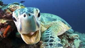 Blue Planet II Coral Reefs