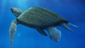 Image The Return of Giant Skin-Shell Sea Turtles