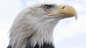 Image American Eagle
