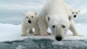 Nature Snow Bears