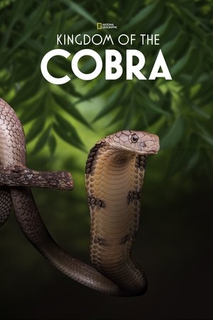 Secrets of the King Cobra