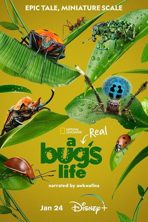 A Real Bug's Life 47