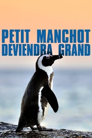 Poster Petit Manchot deviendra grand 2015