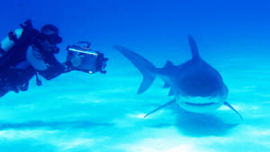 Deadly 60 Bahamas - Shark Special