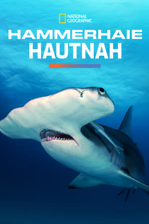 Poster Hammerhaie Hautnah 2016