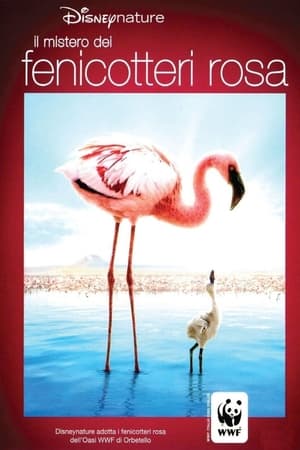 Poster Il mistero dei fenicotteri rosa 2008