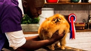 Pooch Perfect Episode 4