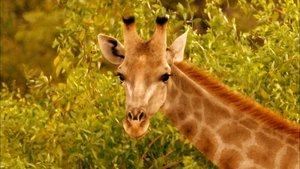 Image Giraffes: Africa's Gentle Giants