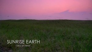 Sunrise Earth Sea of Terns