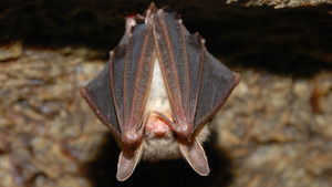 David Attenborough’s Natural Curiosities: 2×5