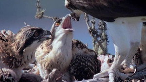 All About Animals EP20