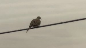 Bird on a Wire