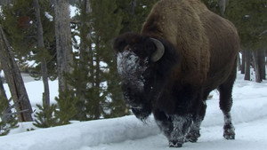 Yellowstone