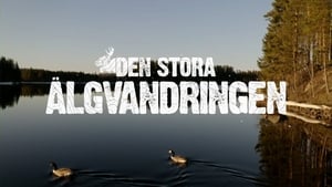 poster Den stora älgvandringen