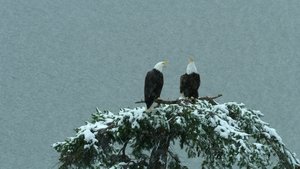 Os Lobos da Ilha de Vancouver