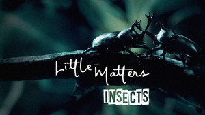 Little Matters: Insects