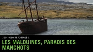 Les Malouines, paradis des manchots