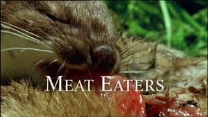 The Life of Mammals Meat Eaters