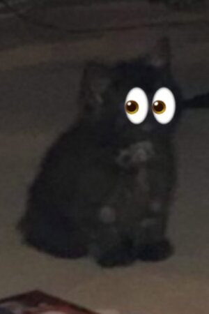 Sooty