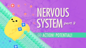 Crash Course Anatomy & Physiology The Nervous System, Part 2 - Action! Potential!