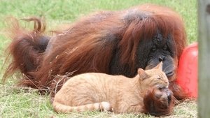 Unlikely Animal Friends The Wild Bunch