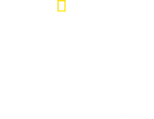 Hammerhead Sharks Up Close with Bertie Gregory
