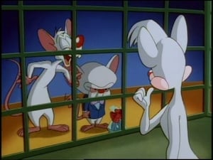 Animaniacs: 1×44