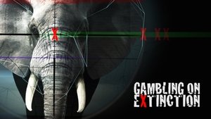 Gambling on Extinction