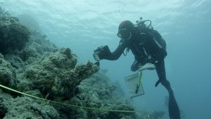 Coral Bleaching
