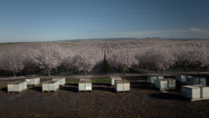 Secrets of the Bees: 1×1