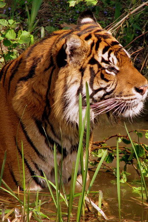 WILDLIFE