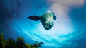 Australia's Ocean Odyssey: A journey down the East Australian Current The Temperate Zone