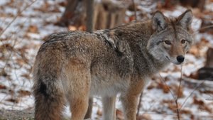 Nature Meet the Coywolf