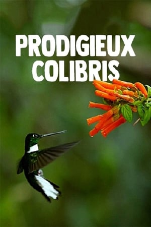 Image Prodigieux colibris