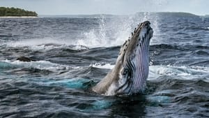 Secrets of the Whales (2021) EP.1-4 (จบ)
