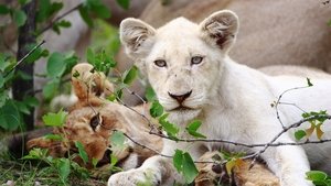 Nature The White Lions