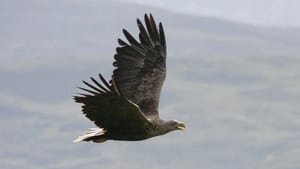 Image Eagles of Mull