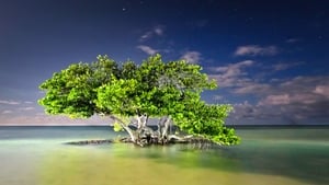 Image Everglades