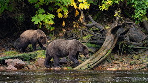 Alaska: From Denali to Juneau still