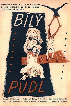 Poster Белый пудель 1955