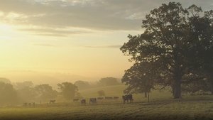 Seven Seeds Farm | Recipe: Steak au Poivre