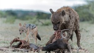 The Wild Sides Flood and Foes