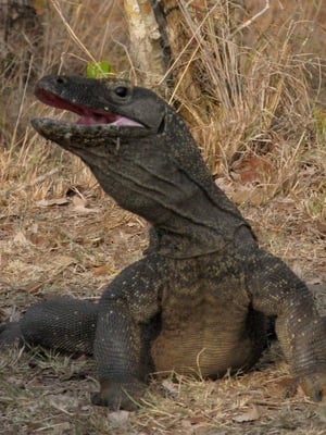 Image BBC 自然世界：死亡之吻—科莫多巨蜥