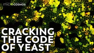How Does Yeast Make Bread? still