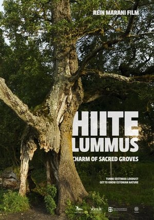 Hiite lummus