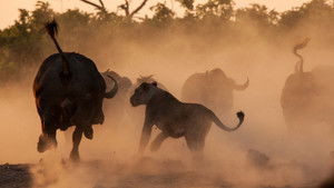 Predator v Prey: 1×1