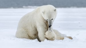 Polar Bear Week with Nigel Marven film complet