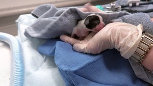 Life at Vet U Emergency C-Section