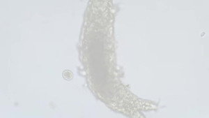 Tardigrades: Chubby, Misunderstood, & Not Immortal still