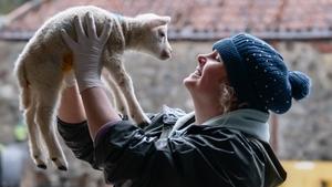 Lamb-ageddon